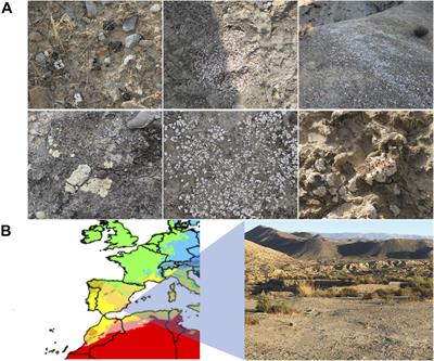 High Culturable Bacterial Diversity From a European Desert: The Tabernas Desert